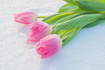 Image showing Spring card with tulips in the snow