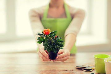 Image showing close up of woman hands holding roses bush in pot