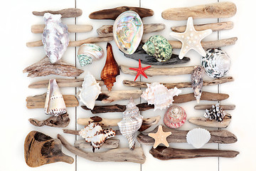 Image showing Shell and Driftwood Beauty