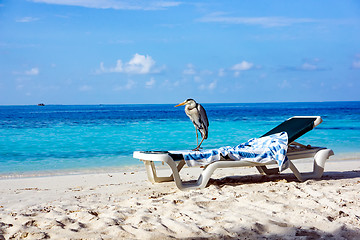 Image showing Grey Heron on a sun lounger