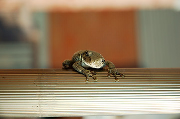 Image showing Toad