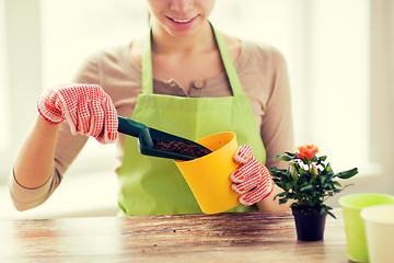 Image showing close up of woman hands planting roses in pot