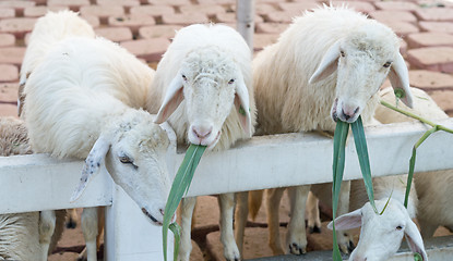 Image showing sheep in farm