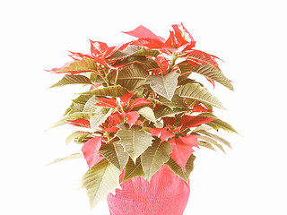 Image showing Retro looking Poinsettia