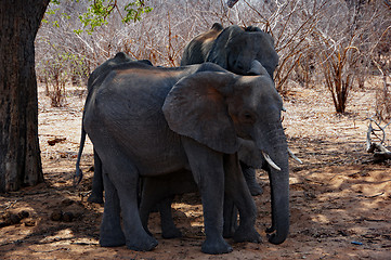 Image showing Elefant, Zentralafrika