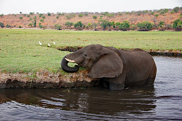 Image showing Elefant, Zentralafrika