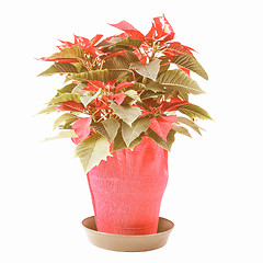 Image showing Retro looking Poinsettia