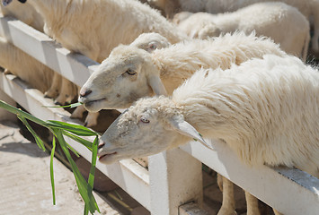 Image showing sheep in farm