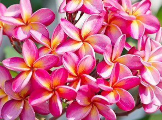 Image showing frangipani flowers