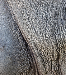 Image showing rhino skin background
