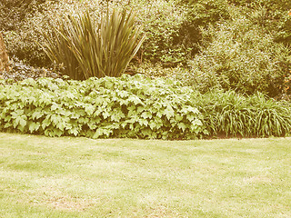 Image showing Retro looking Greenery background