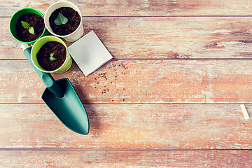 Image showing close up of seedlings, trowel and seeds