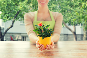 Image showing close up of woman hands holding roses bush in pot