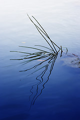 Image showing waterplant