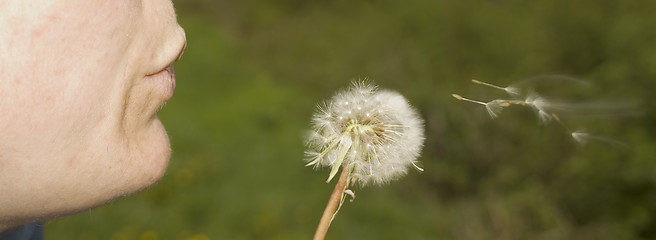 Image showing dandelion