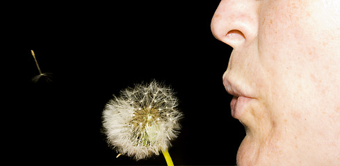 Image showing dandelion