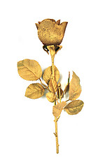 Image showing golden rose isolated