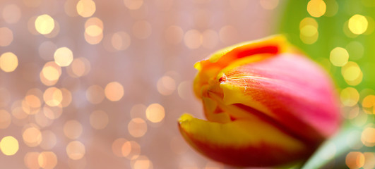 Image showing close up of tulip flower