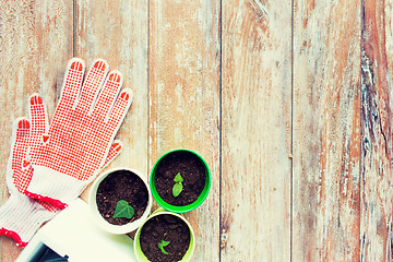 Image showing close up of seedlings and garden gloves