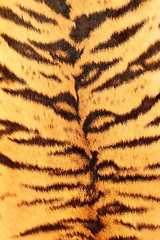 Image showing textured fur of a tiger