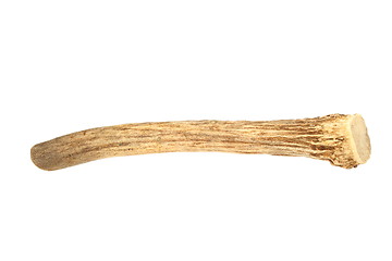 Image showing fallow deer isolated horn