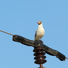 Image showing black headed gull on electric pillar