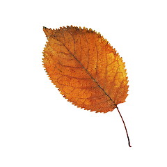 Image showing orange faded cherry leaf over white