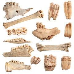 Image showing isolated different animal bones