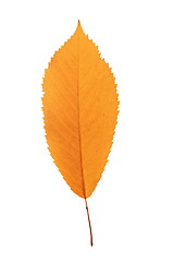 Image showing reddish cherry leaf over white