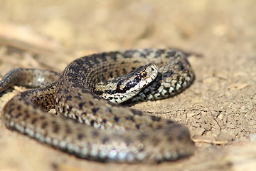 Image showing male meadow viper in situ