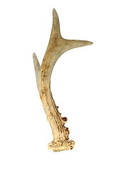 Image showing roe deer isolated horn