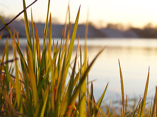 Image showing River bank. Shined grass