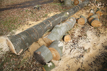 Image showing Firewood