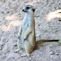 Image showing surikat on sand