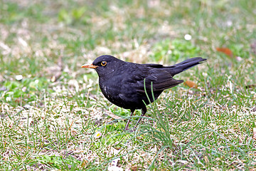 Image showing Blackbird