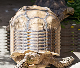 Image showing close up of tortoise