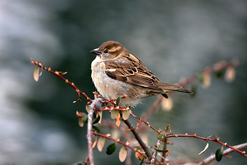 Image showing Sparrow