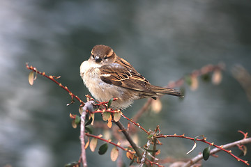 Image showing Sparrow