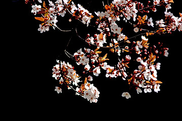 Image showing Cherry tree branch in bloom