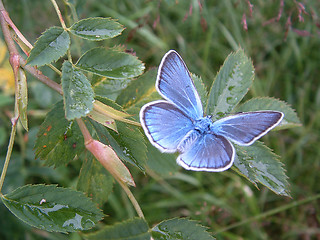 Image showing Butterfly