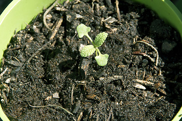 Image showing white sage seedling