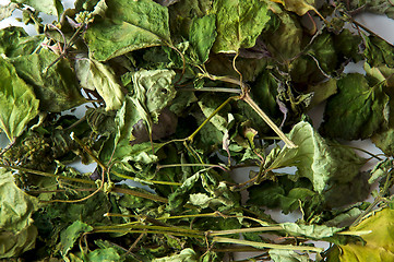 Image showing dried patchouli leaves