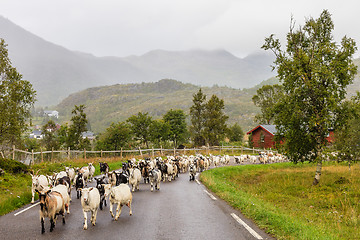 Image showing the walk back home