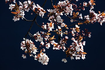 Image showing Cherry tree branch in bloom