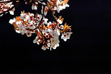 Image showing Cherry tree branch in bloom