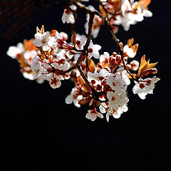 Image showing Cherry tree branch in bloom