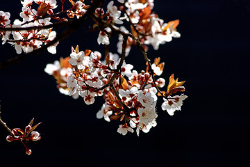 Image showing Cherry tree branch in bloom