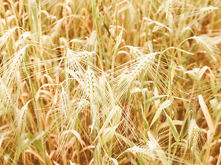 Image showing Retro looking Barleycorn field