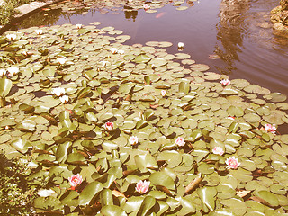 Image showing Retro looking Waterlily
