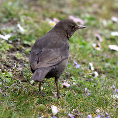 Image showing Blackbird